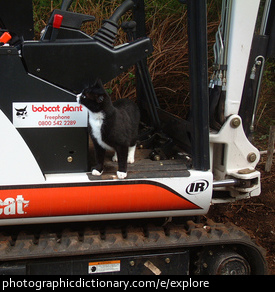 Photo of a cat exploring some machinery.