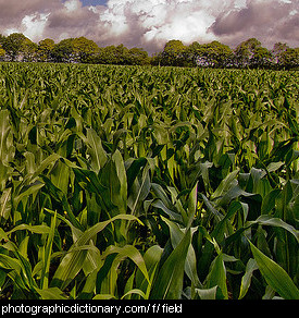 Photo of a field