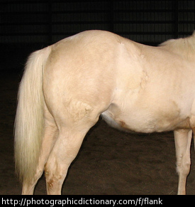 Photo of a horse's flank