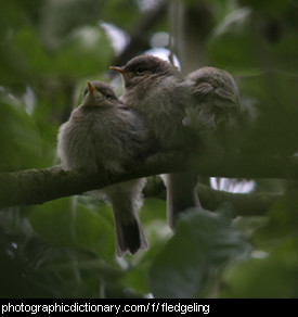 Photo of fledgeling birds