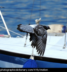 Photo of a bird flying