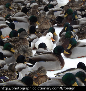 Photo of a white duck in a group of brown ducks