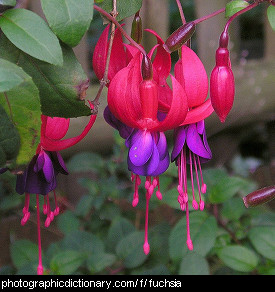 Photo of fuchsia flowers