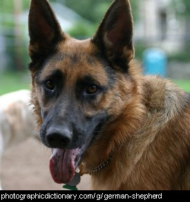 Photo of a German shepherd