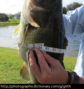 Measuring the girth of a fish. 