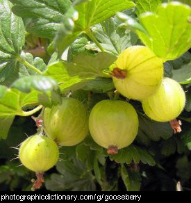 Photo of gooseberries