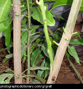 Photo of tree grafting