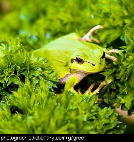 Photo of a green frog