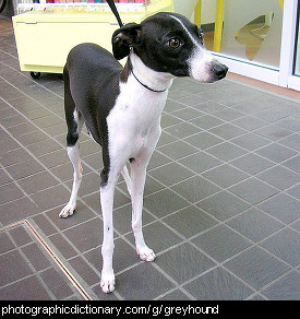 Photo of a greyhound.