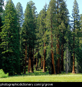 Photo of a grove of trees