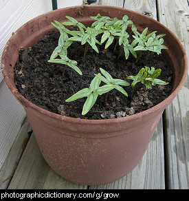 Photo of plants growing