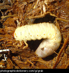 Photo of a grub