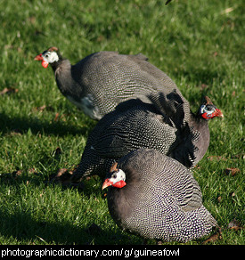 Photo of guinea fowl