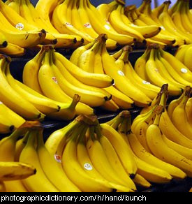 Photo of bananas