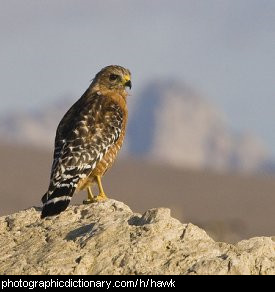 Photo of a hawk