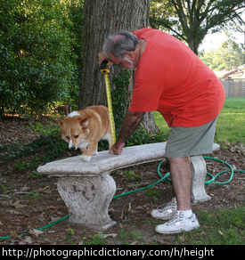 Dog having his height measured