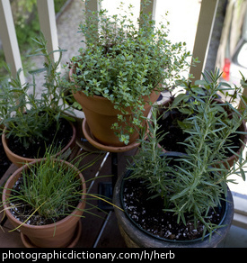 Photo of herbs