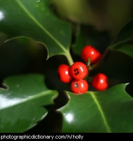 Photo of European holly