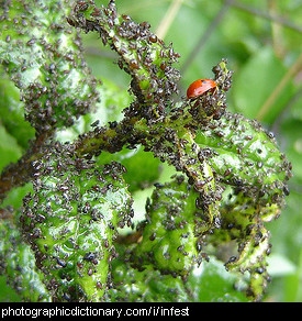 Photo of an aphid infestation