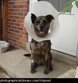 Photo of a dog with an injured leg