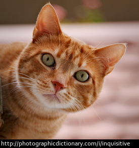 An inquisitive cat