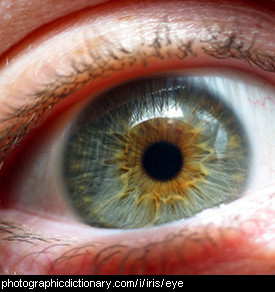 Photo of an iris