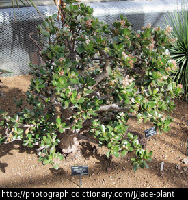 Jade plant.