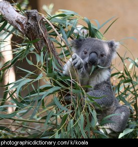 Photo of a koala