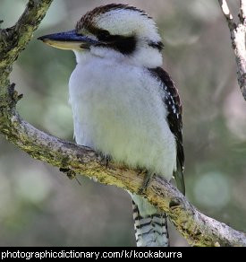 Photo of a kookaburra