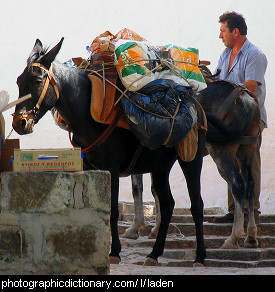 Photo of a laden donkey