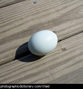 Photo of a freshly laid egg