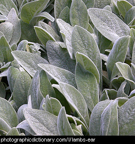 Photo of lamb's ears