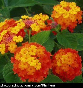 Photo of lantana flowers