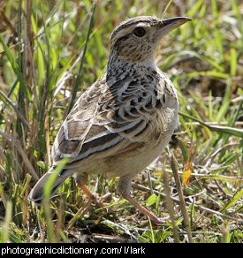 Photo of a lark