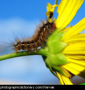 Photo of a caterpillar