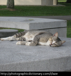 A cat lazing around