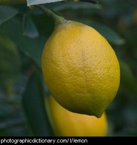 Photo of lemons