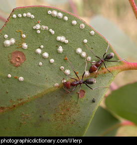 Photo of lerps on a leaf