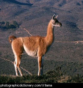 Photo of a llama