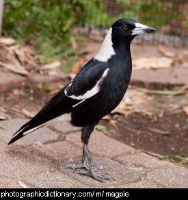 Photo of an Australian magpie