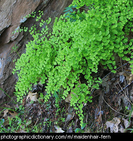 Photo of a maidenhair fern