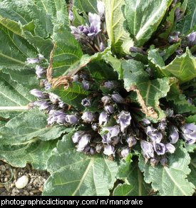 Photo of a mandrake plant