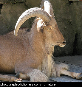 Photo of a mature sheep