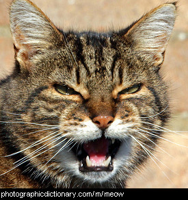 Photo of a cat meowing.