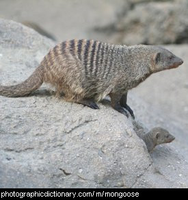 Photo of a mongoose