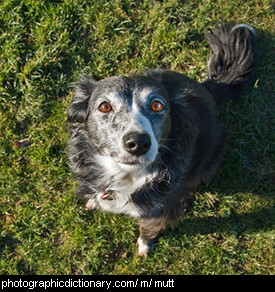 Photo of a mutt