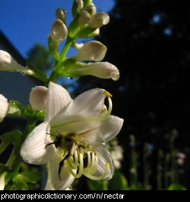 Photo of a flower with nectar