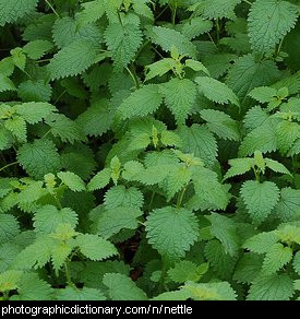 Photo of stinging nettles