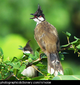 Photo of a singing bird