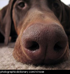 Photo of a dog's nose